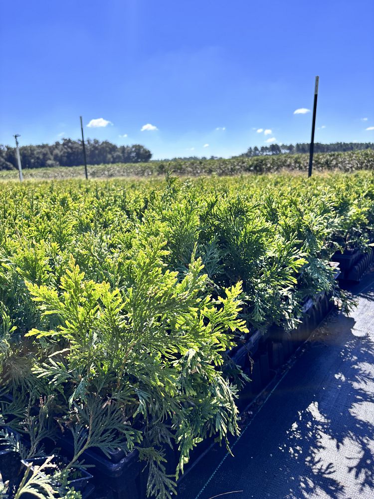 thuja-plicata-green-giant-western-red-cedar-giant-arborvitae