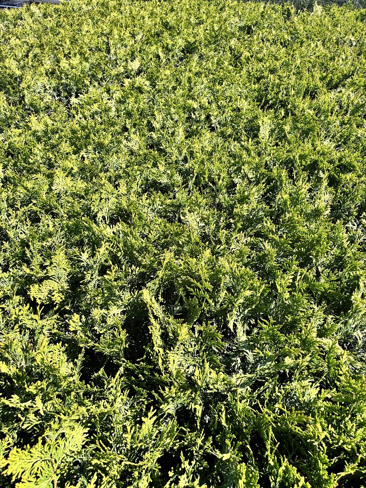 thuja-plicata-green-giant-western-red-cedar-giant-arborvitae