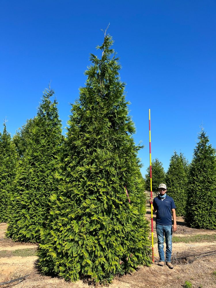 thuja-plicata-green-giant-western-red-cedar-giant-arborvitae