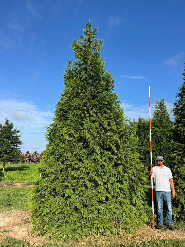 thuja-plicata-green-giant-western-red-cedar-giant-arborvitae