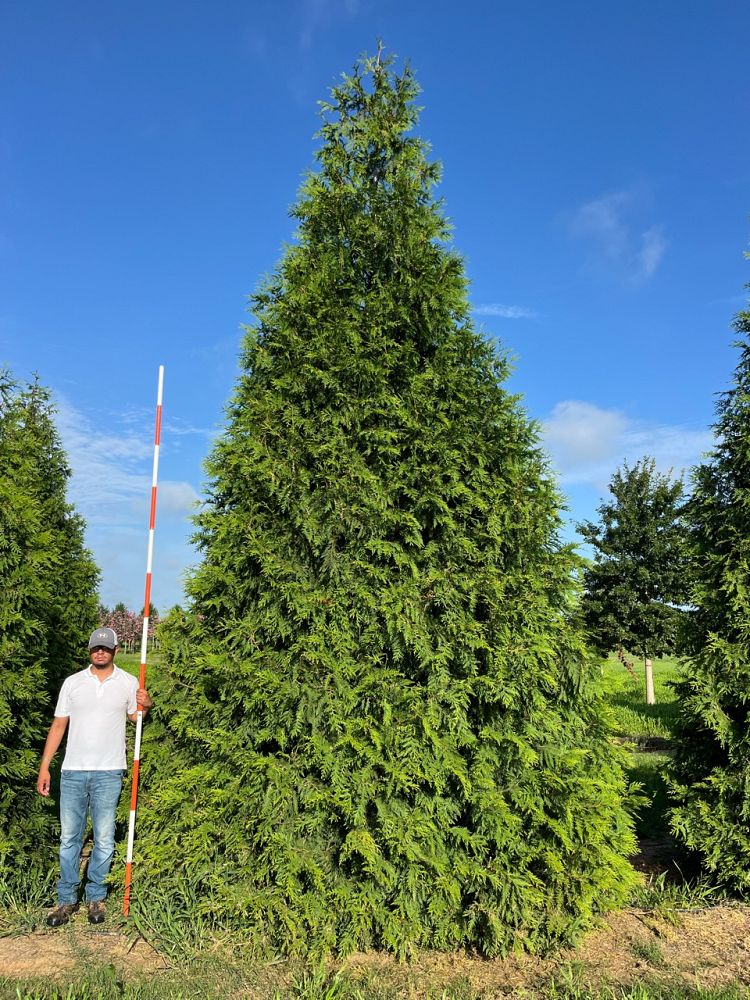 thuja-plicata-green-giant-western-red-cedar-giant-arborvitae