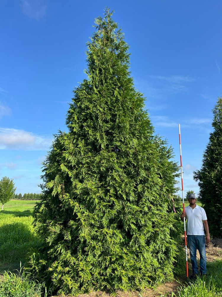 thuja-plicata-green-giant-western-red-cedar-giant-arborvitae