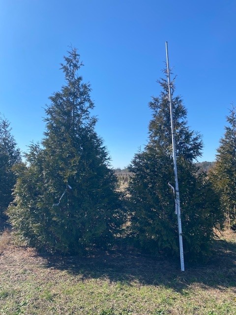 thuja-plicata-green-giant-western-red-cedar-giant-arborvitae