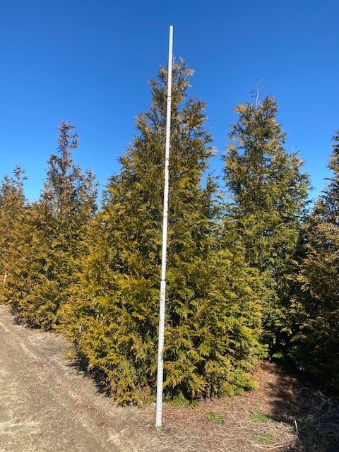 thuja-plicata-green-giant-western-red-cedar-giant-arborvitae