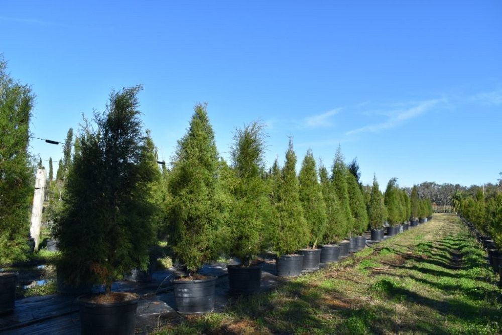 thuja-plicata-green-giant-western-red-cedar-giant-arborvitae