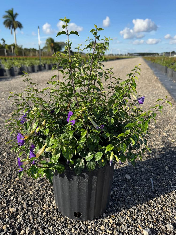 thunbergia-erecta-king-s-mantle-blue