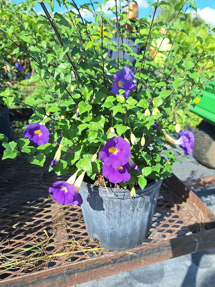 thunbergia-erecta-king-s-mantle-blue