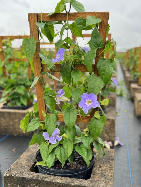 thunbergia-grandiflora-blue-sky-vine