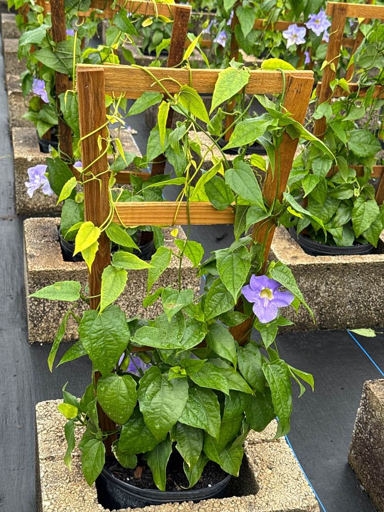 thunbergia-grandiflora-blue-sky-vine