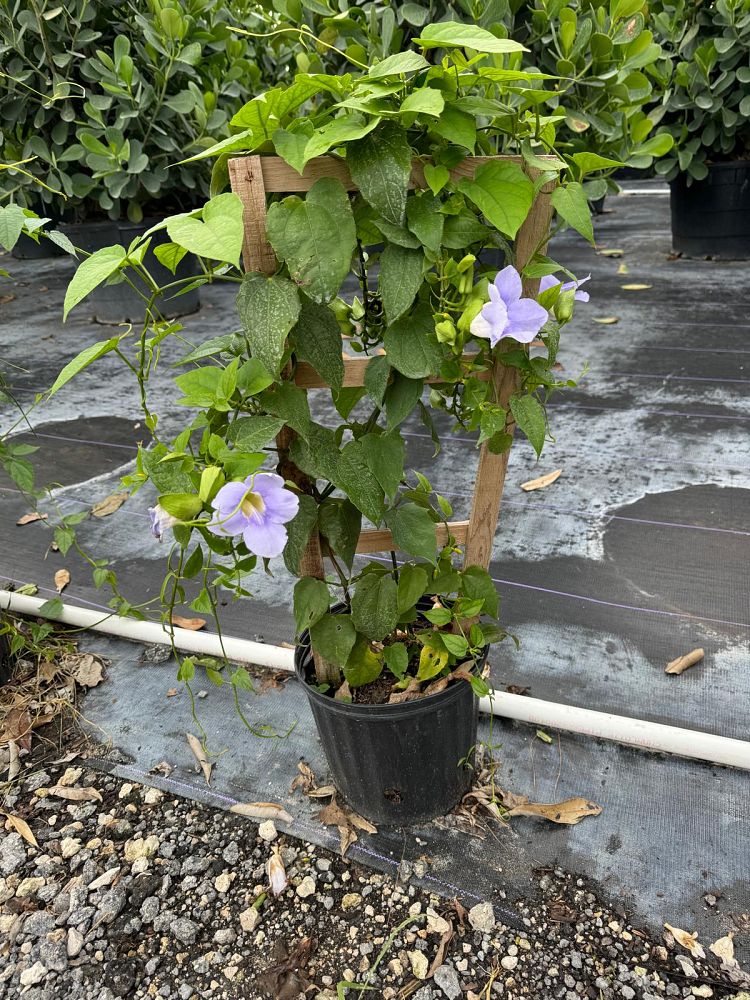 thunbergia-grandiflora-blue-sky-vine