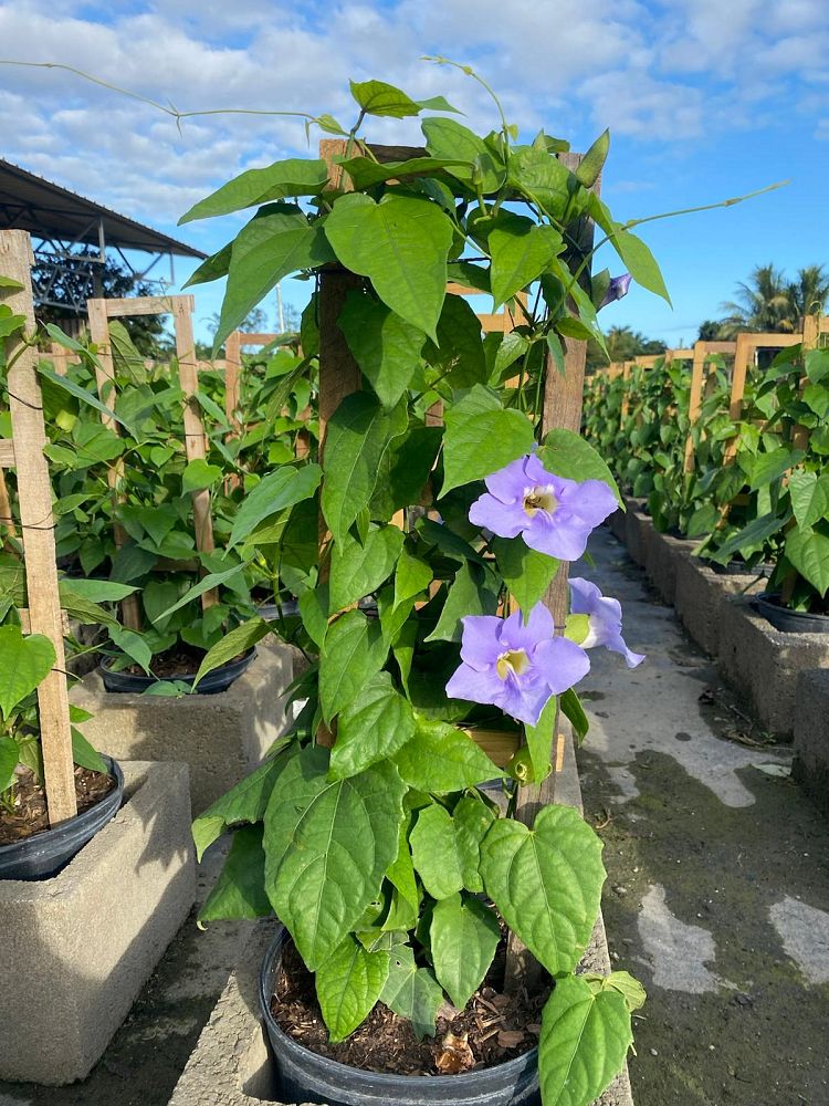 thunbergia-grandiflora-blue-sky-vine