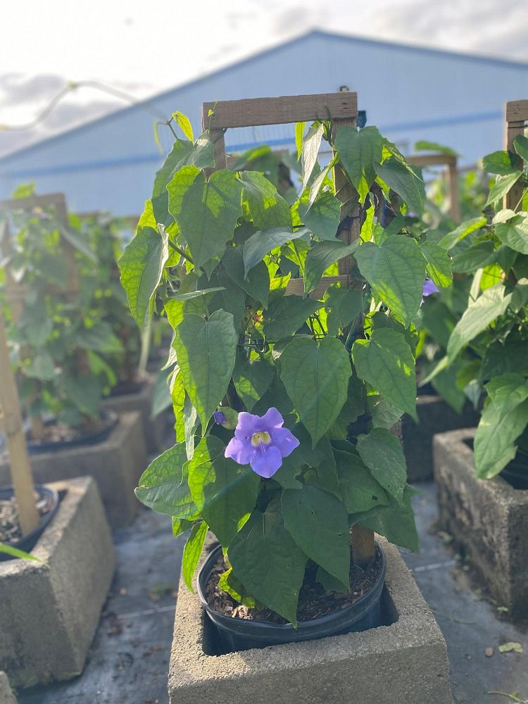 thunbergia-grandiflora-blue-sky-vine