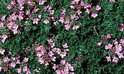 thymus-praecox-pink-chintz-mother-of-thyme