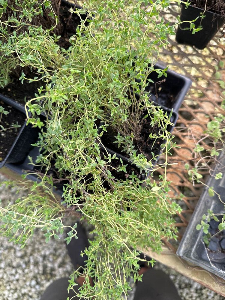 thymus-vulgaris-common-thyme