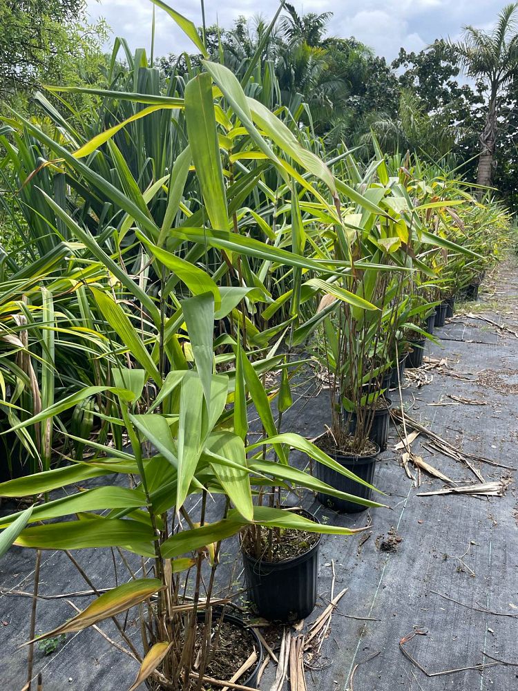 thysanolaena-maxima-tiger-grass