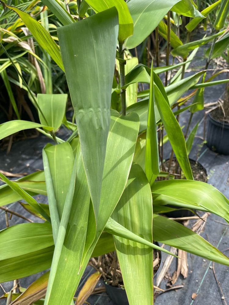 thysanolaena-maxima-tiger-grass