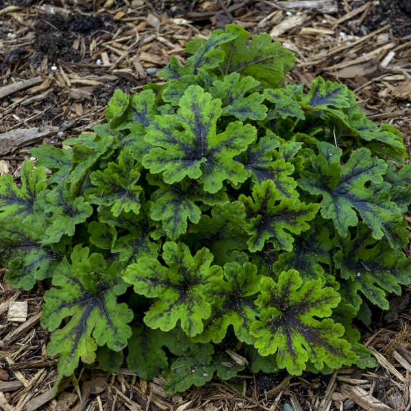 tiarella-fingerpaint