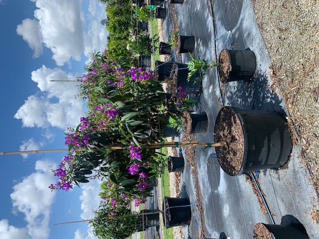 tibouchina-glory-bush