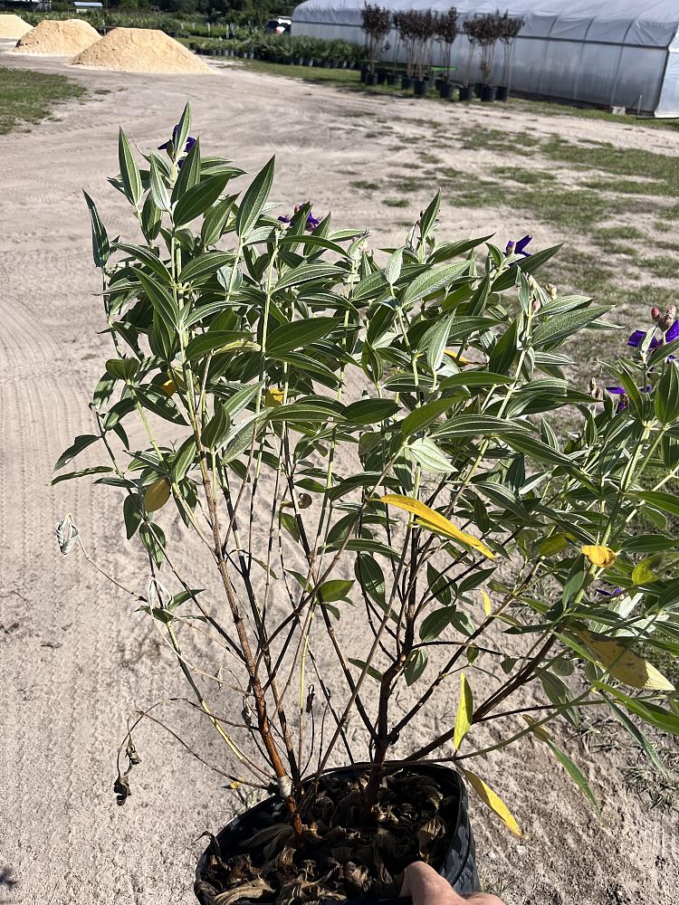 tibouchina-glory-bush