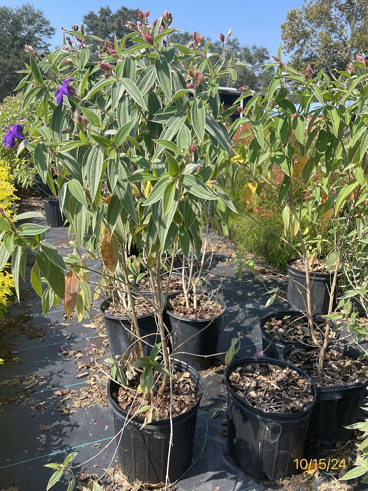 tibouchina-glory-bush