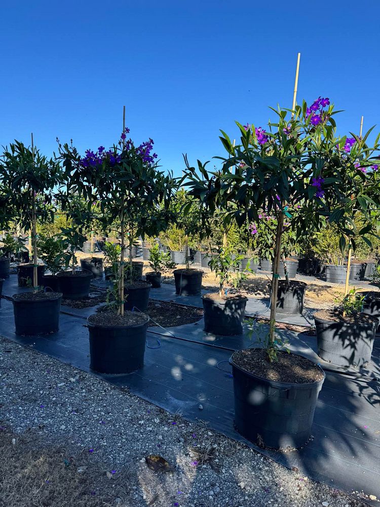 tibouchina-granulosa-purple-glory-tree