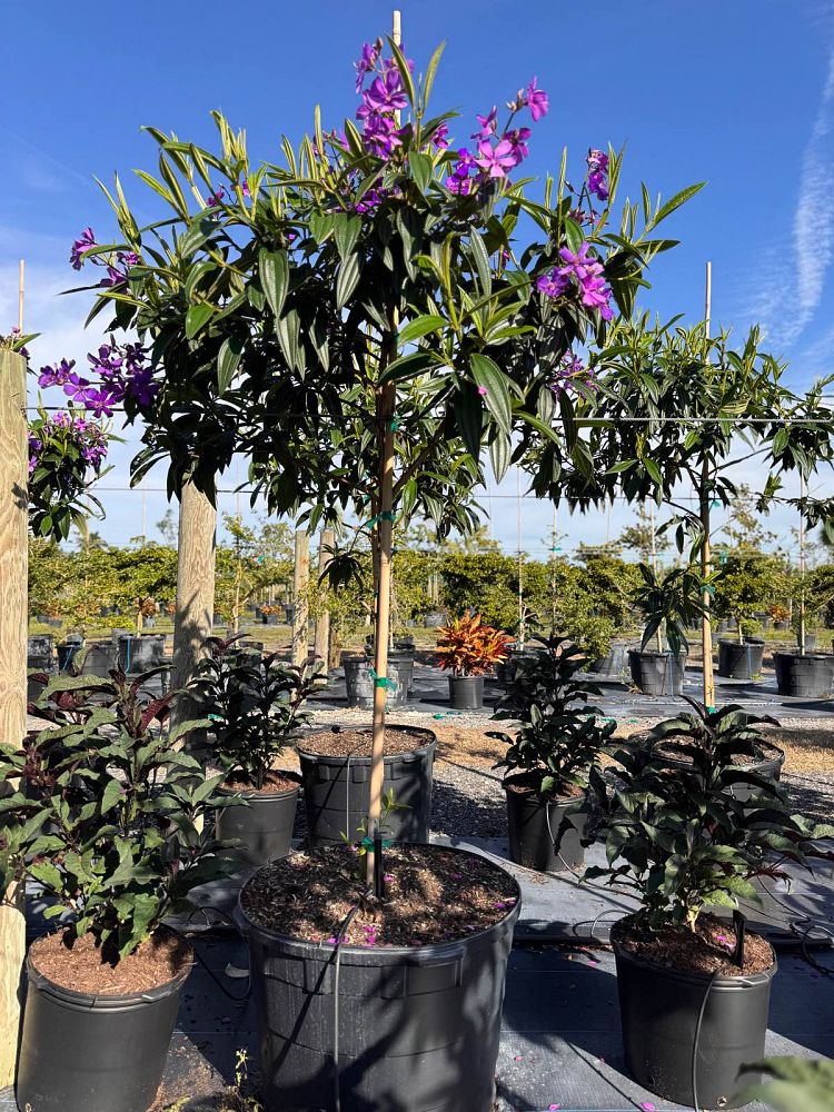 tibouchina-granulosa-purple-glory-tree