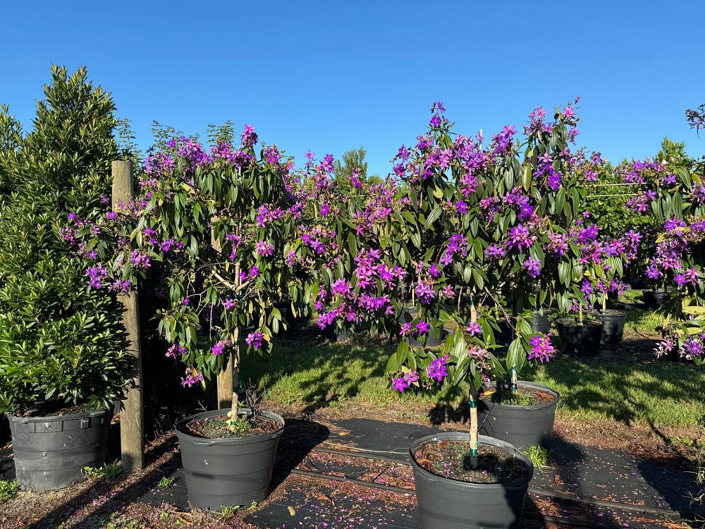 tibouchina-granulosa-purple-glory-tree