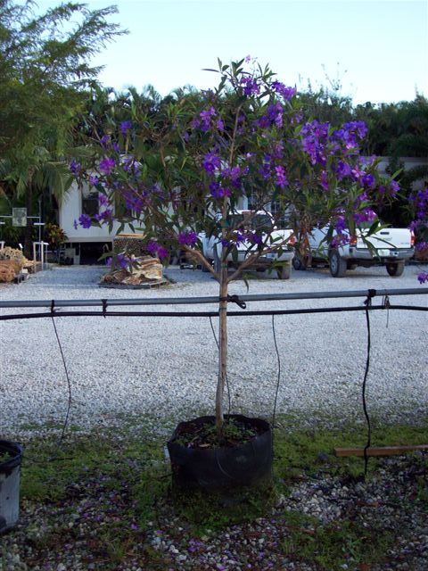 tibouchina-granulosa-purple-glory-tree