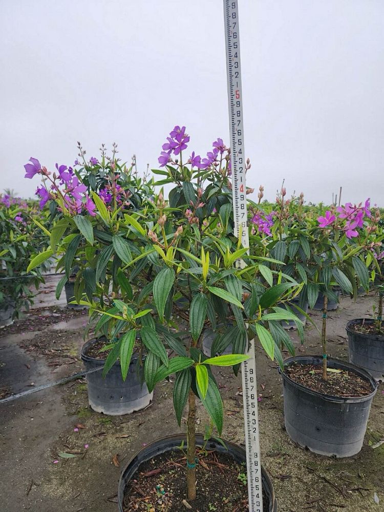 tibouchina-granulosa-purple-glory-tree