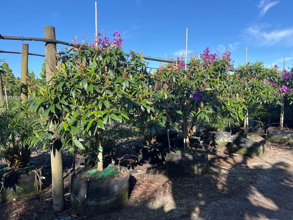 tibouchina-granulosa-purple-glory-tree