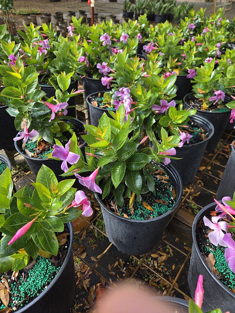 tibouchina-groovy-baby-dwarf-tibouchina