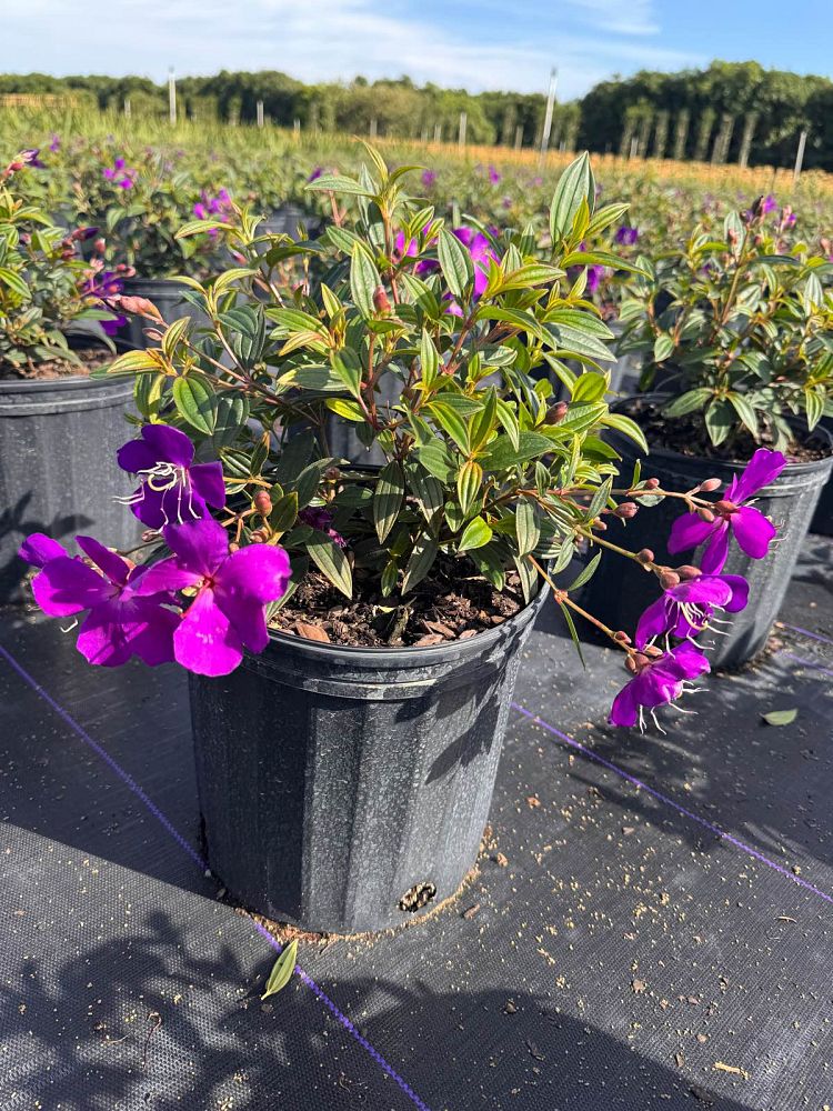 tibouchina-lepidota-glory-bush