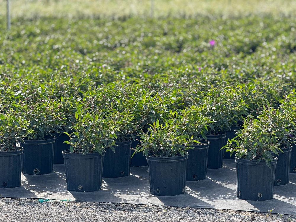 tibouchina-lepidota-glory-bush