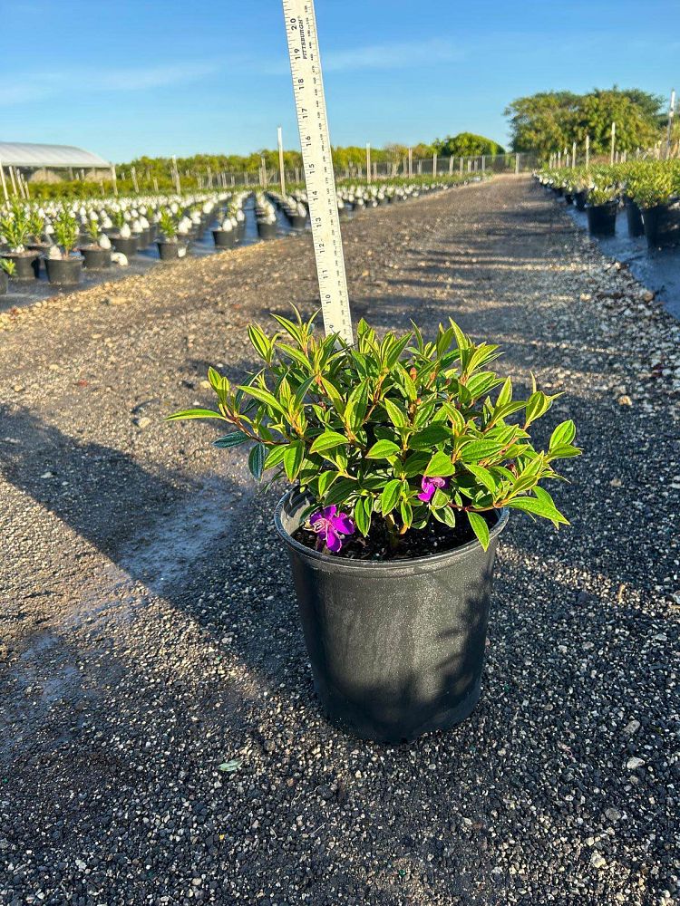 tibouchina-lepidota-glory-bush