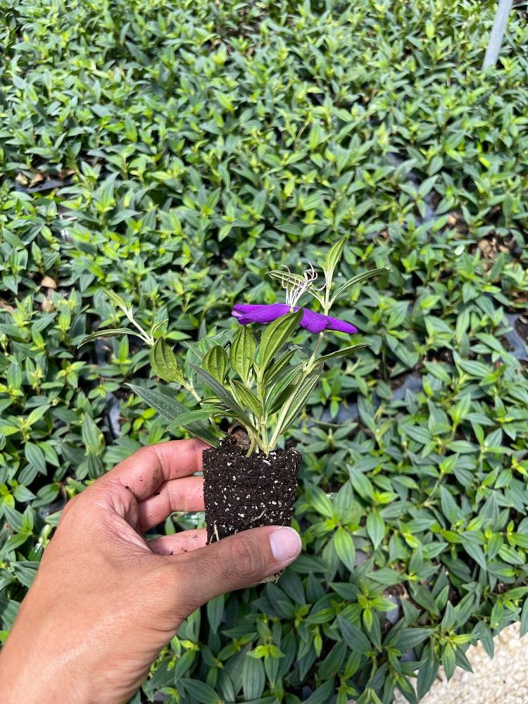 tibouchina-peace-baby-dwarf-tibouchina