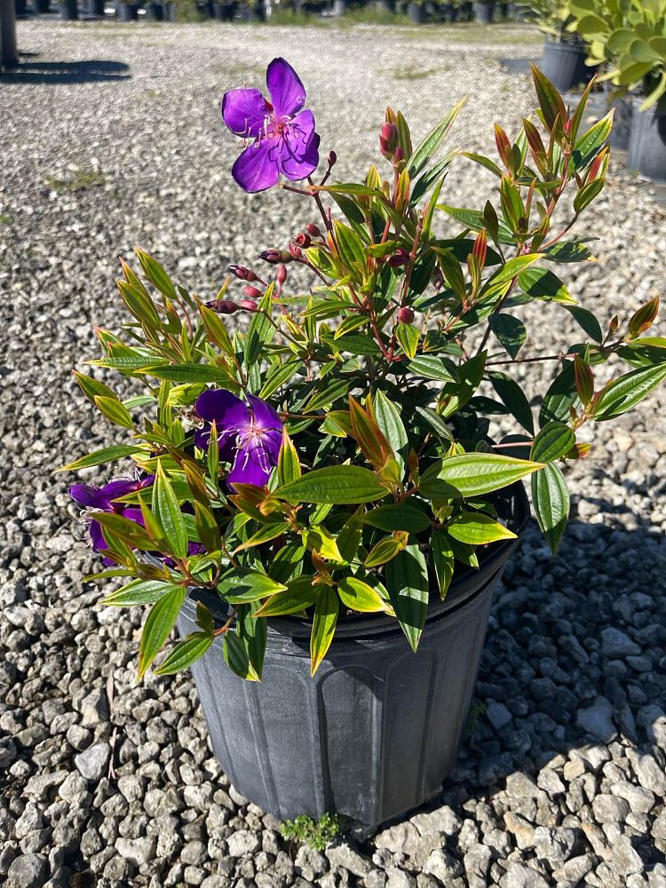 tibouchina-urvilleana-compacta-glory-bush-princess-flower-tibouchina-semidecandra