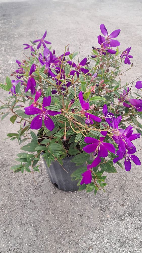 tibouchina-urvilleana-jules-glory-bush-princess-flower-tibouchina-semidecandra