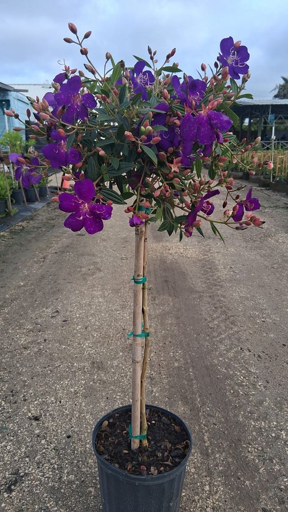 tibouchina-urvilleana-jules-glory-bush-princess-flower-tibouchina-semidecandra