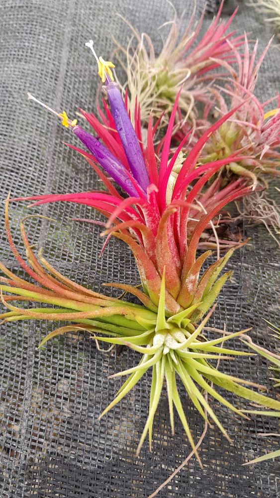 tillandsia-air-plant-bromeliad