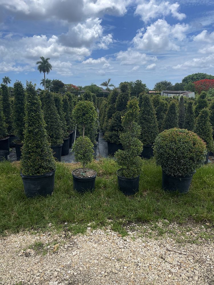 topiary-cone