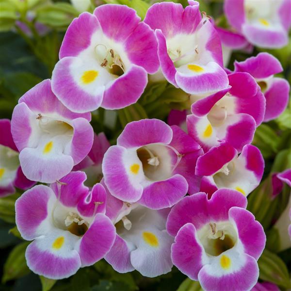 torenia-wishbone-flower