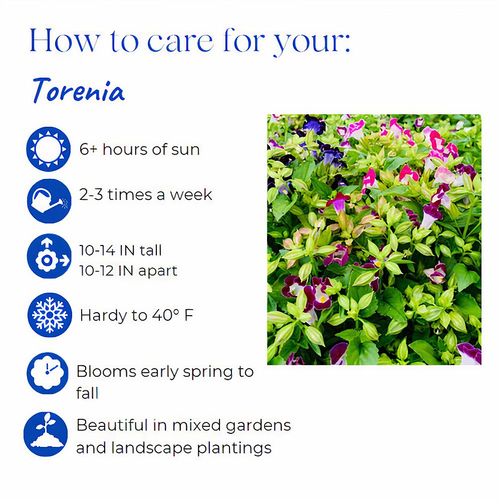 torenia-wishbone-flower