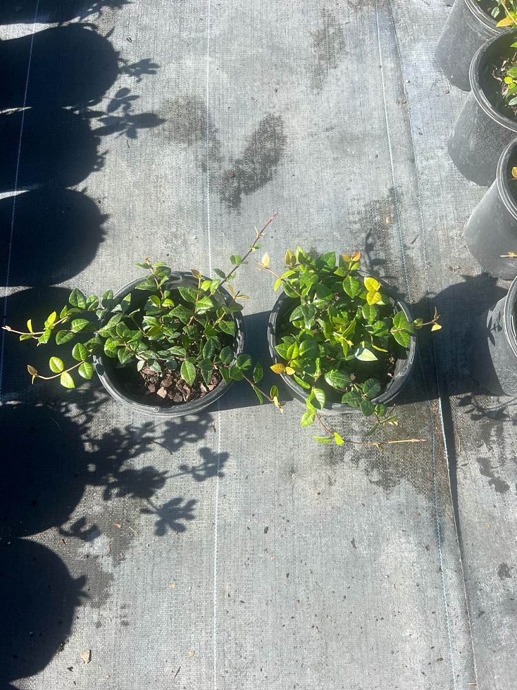 trachelospermum-asiaticum-asiatic-jasmine