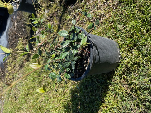 trachelospermum-asiaticum-minima-asiatic-jasmine