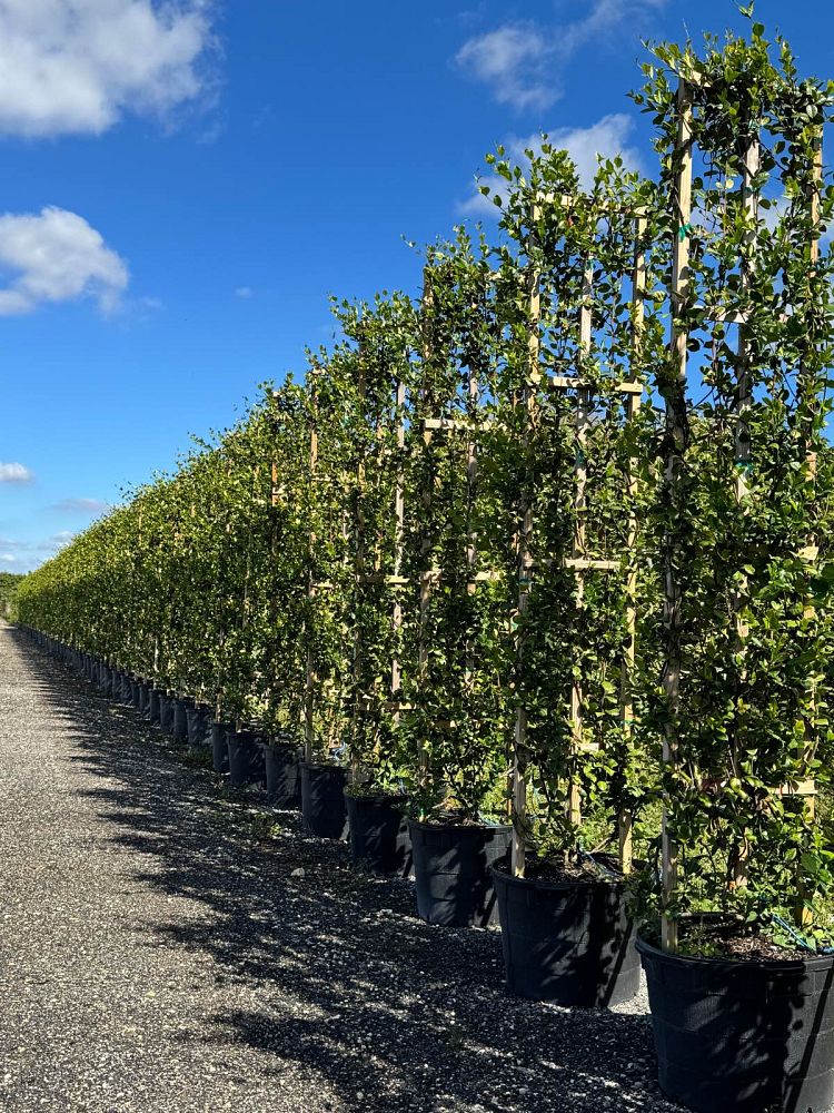 trachelospermum-jasminoides-confederate-jasmine