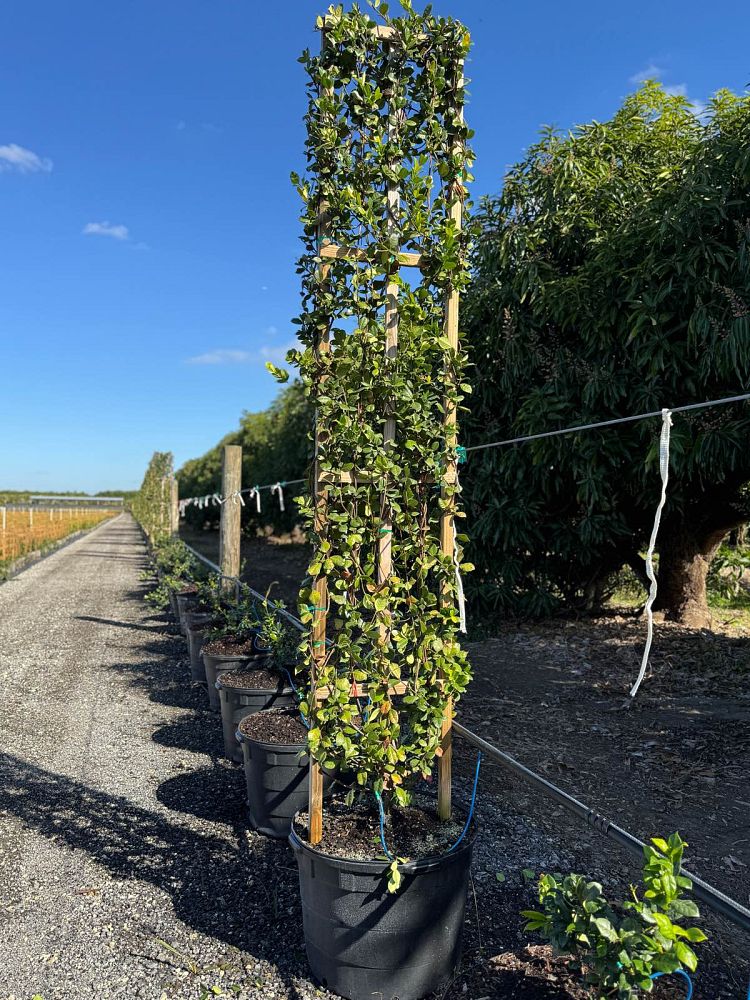 trachelospermum-jasminoides-confederate-jasmine