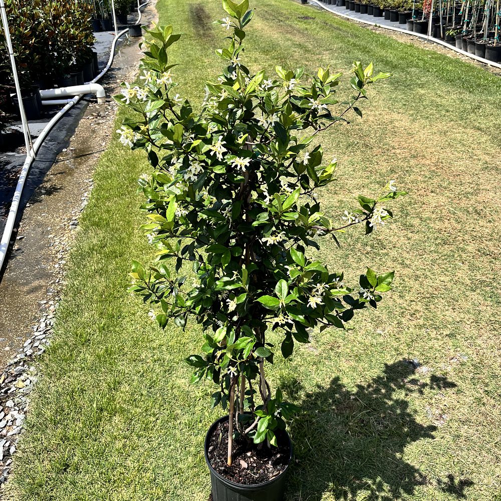 trachelospermum-jasminoides-confederate-jasmine