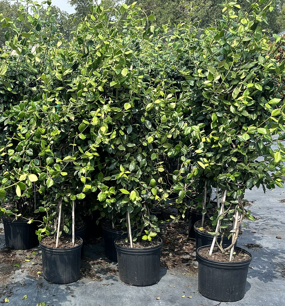 trachelospermum-jasminoides-confederate-jasmine