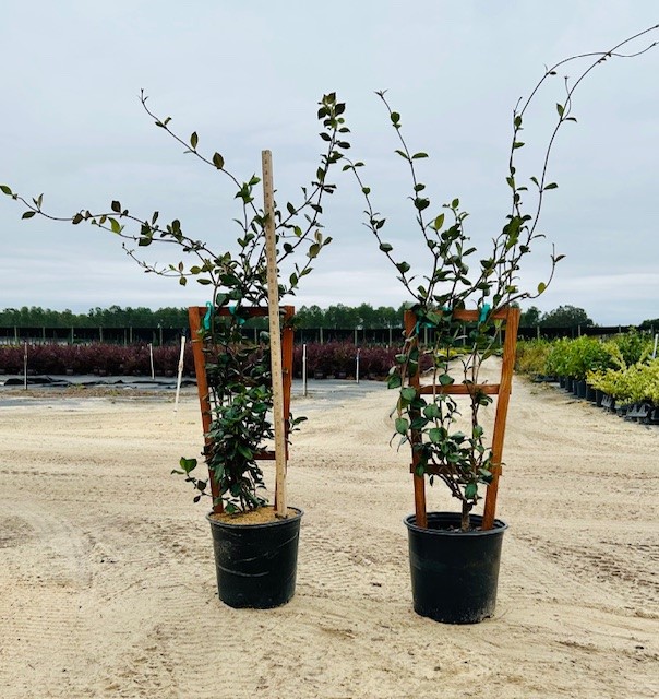 trachelospermum-jasminoides-confederate-jasmine