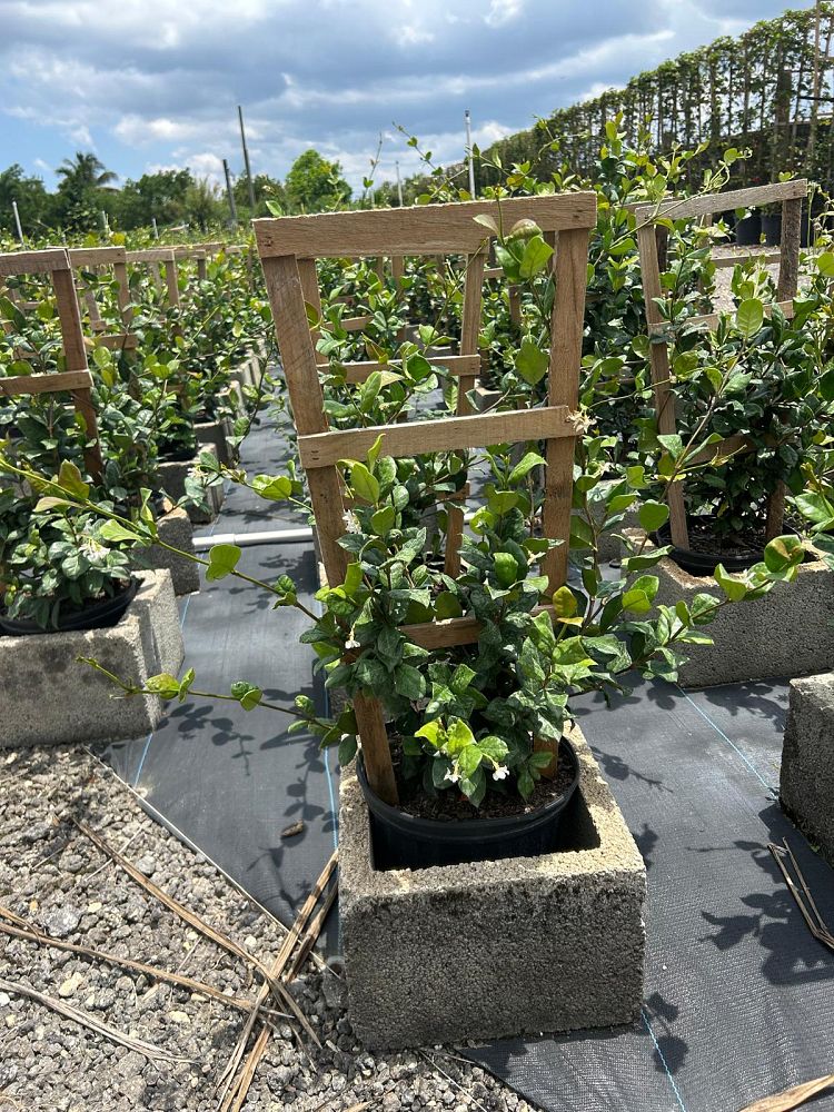 trachelospermum-jasminoides-confederate-jasmine